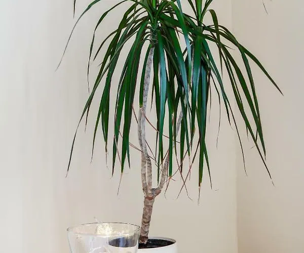 Hello Ogarna גדנסק